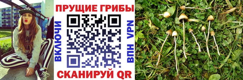 Галлюциногенные грибы прущие грибы MEGA рабочий сайт Сурск